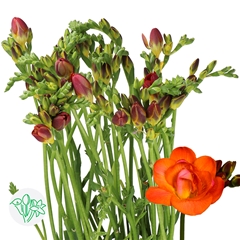 Freesia Double Mandarine 50cm 20gr.