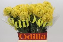 Leucospermum High Gold 50cm