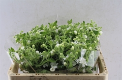Oxypetalum Coeruleum Pint White Double 50cm