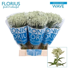 Veronica Smart Wave 50cm