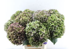Hydrangea Rodeo Red Classic 60cm 20-22cm Hd