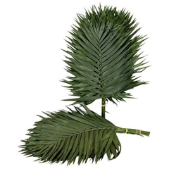Chamaedorea Chico Leaf Per Bunch 50cm