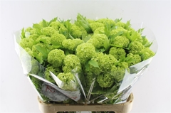 Viburnum Opulus Roseum 60cm 4-hd