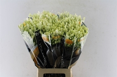 Agapanthus Eyfori White 70cm