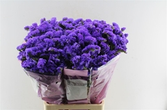 Limonium Sinuatum Acqua Sun Birds 70cm 50gr.
