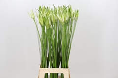 Nerine Like A Virgin 80cm
