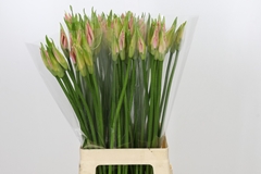 Nerine Vesta K 70cm