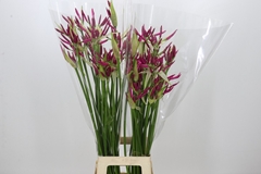 Nerine Alexandra 80cm