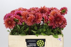 Dahlia Salmon Runner 50cm