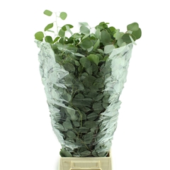 Eucalyptus Populus Per Bunch 70cm 300gr.