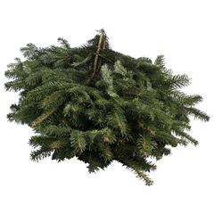 Abies Nordmanniana Hand Bunch