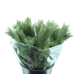 Pinus Mugo Per Bunch 60cm 400gr.