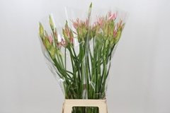 Nerine Vesta K 70cm