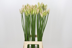 Nerine Bicolor Bionce 80cm