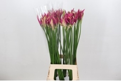 Nerine Alexandra 80cm
