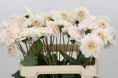 Dahlia Dezign Blush White 60cm