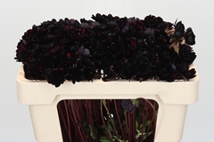 Cosmos Atrosanguineus Black Beauty 50cm