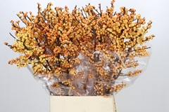 Ilex Magical Cresgold 100cm
