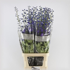 Delphinium Double Delphi's Power 110cm