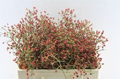 Rosa Autumn Splash 50cm