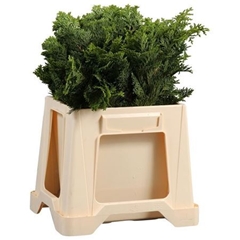 Chamaecyparis Obtusa Nana Gracilis Per Bunch 40cm