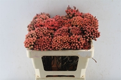 Brunia Laevis Red 50cm 23+