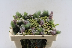 Brunia Cape Mix Bunch 50cm