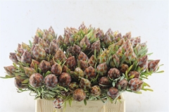 Leucadendron Rubrum 50cm Twisted