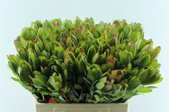 Leucadendron Safari Goldstrike 50cm