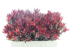 Leucadendron Salignum Blush 50cm Spray
