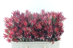 Leucadendron Salignum Blush 50cm Spray