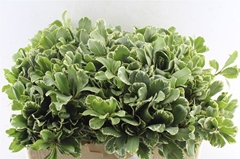 Pittosporum Tobira Ilan 50cm