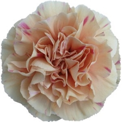 Dianthus Single Apple Tea 60cm