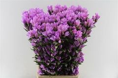 Gentiana Deep Pink Ashiro 80cm