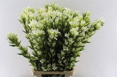 Gentiana Sky White 80cm