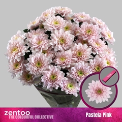 Chrysanth Spray Pastela Pink 70cm 80gr.