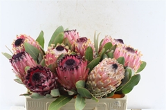 Protea Magnifica 50cm