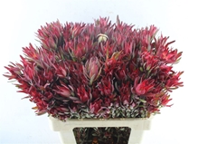 Leucadendron Salignum Blush 60cm Spray