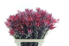 Leucadendron Salignum Blush 60cm