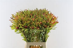 Leucadendron Ayoba Cherry Pearl 70cm Spray