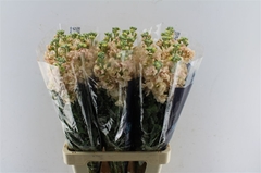 Matthiola Iron Apricot 70cm