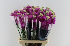Matthiola Iron Rose Pink 70cm