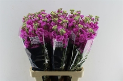 Matthiola Iron Pink 70cm