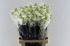 Matthiola Iron White 70cm