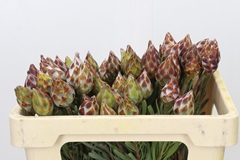 Leucadendron Rubrum 50cm