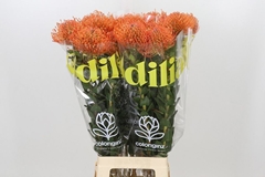 Leucospermum Ayoba Mandarin Zest 70cm