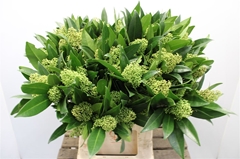 Skimmia Kew Green Per Bunch 50cm