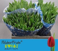 Tulip Single Curry 40cm 40gr.