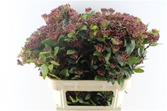 Viburnum Tinus Red Spirit 80cm