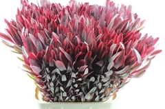 Leucadendron Jester 90cm